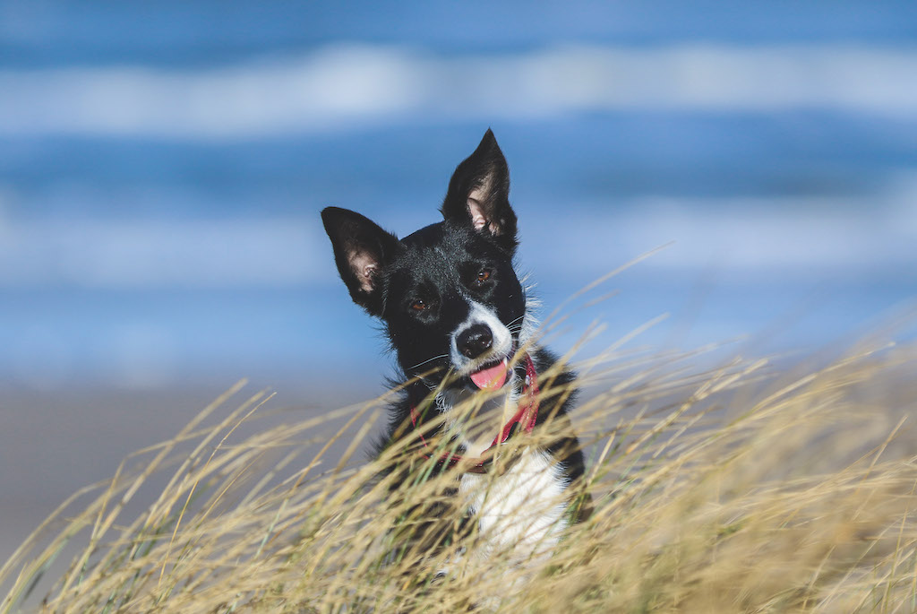 Dyrlæge advarer: Pas din hund sommervarmen -