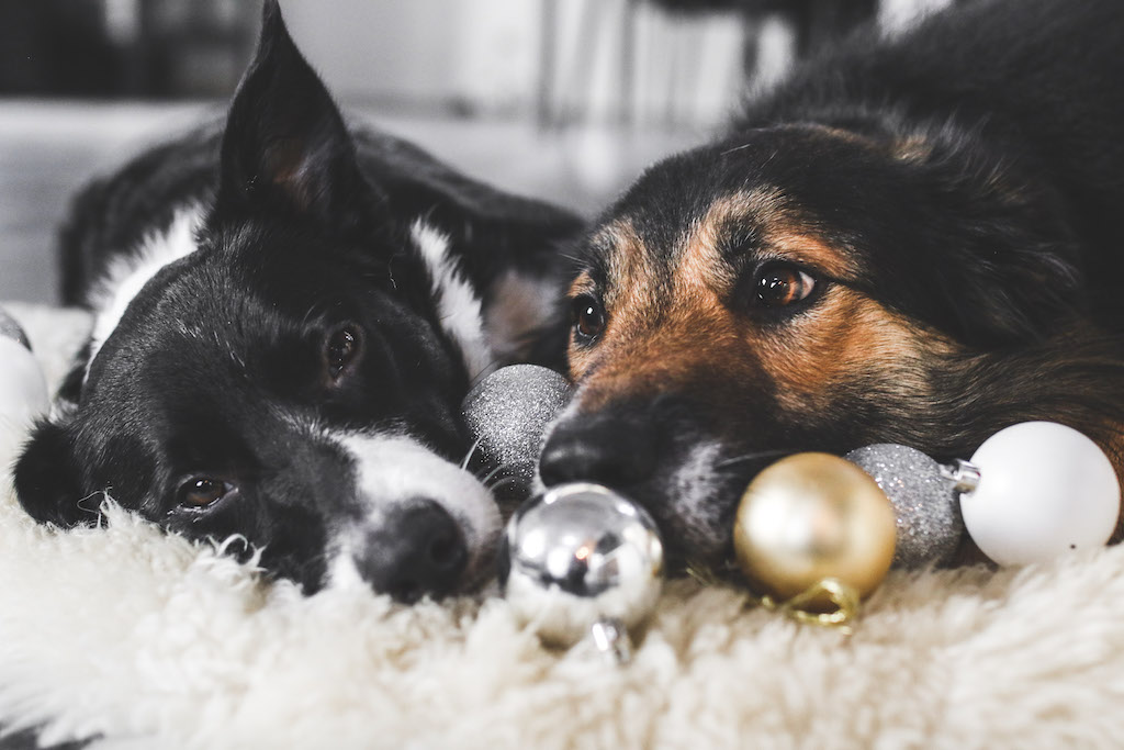 læbe ressource At bygge Julens farer lurer for hunde og katte: Sådan får dine kæledyr en glædelig  jul - Jammerbugtposten.dk